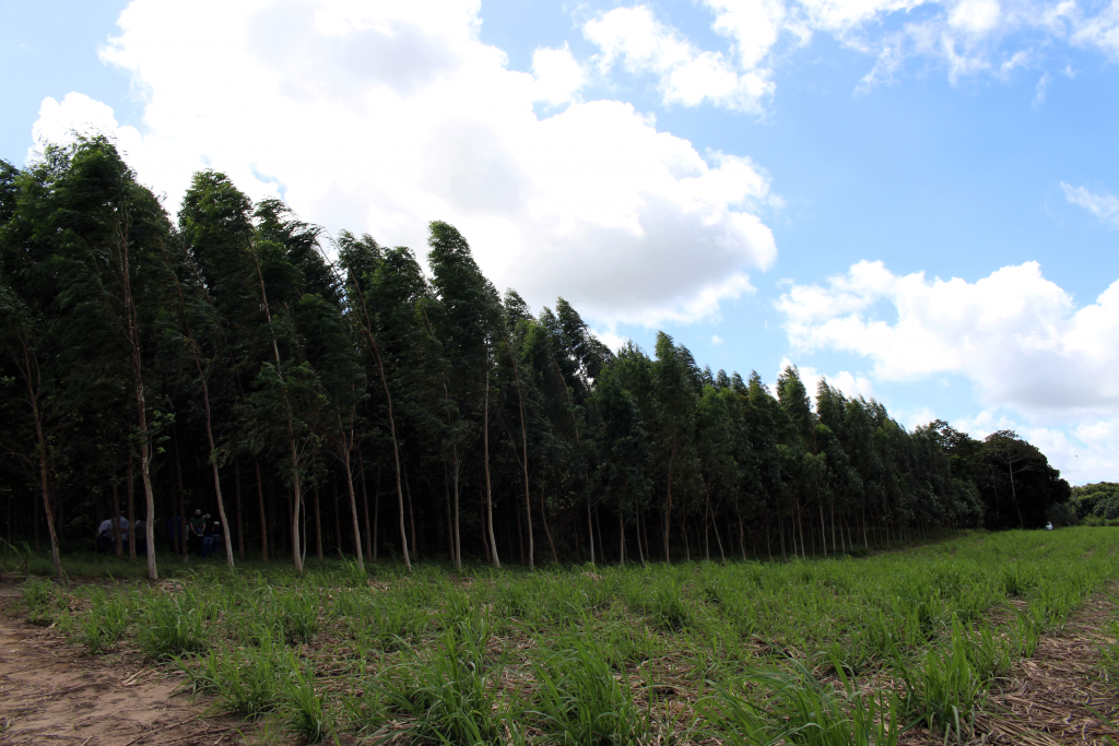 Floresta plantada com eucalipto, ao lado área com cultivo rotacionado de cana. Terreno havia sido ocupado anteriormente com mamão.