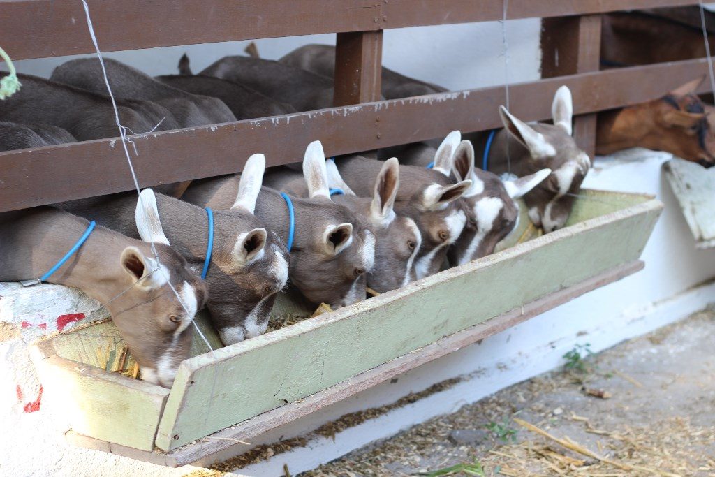 Toggenburg foi a raça com maior número de animais na IV Exposição Nacional de Cabras Leiteiras